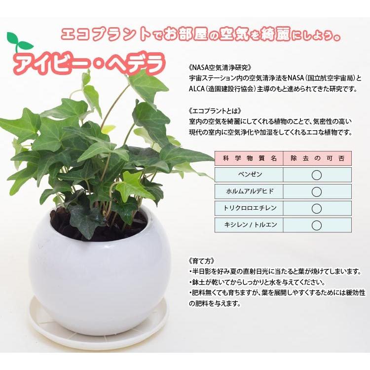父の日 早割 ギフト 選べる空気浄化観葉植物 消臭抗菌造花 父の日プレゼント Ho16a 花と緑のはなここ 通販 Yahoo ショッピング