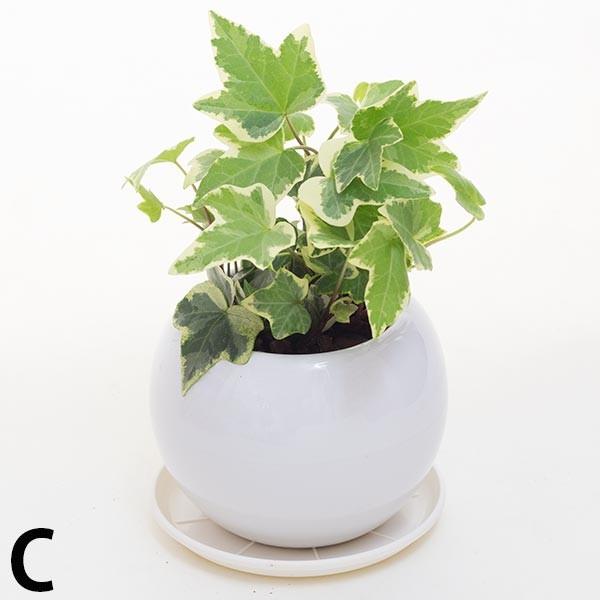 アイビー ヘデラ 空気浄化観葉植物 生花 陶器鉢 プラ鉢皿付 Ho10 花と緑のはなここ 通販 Yahoo ショッピング