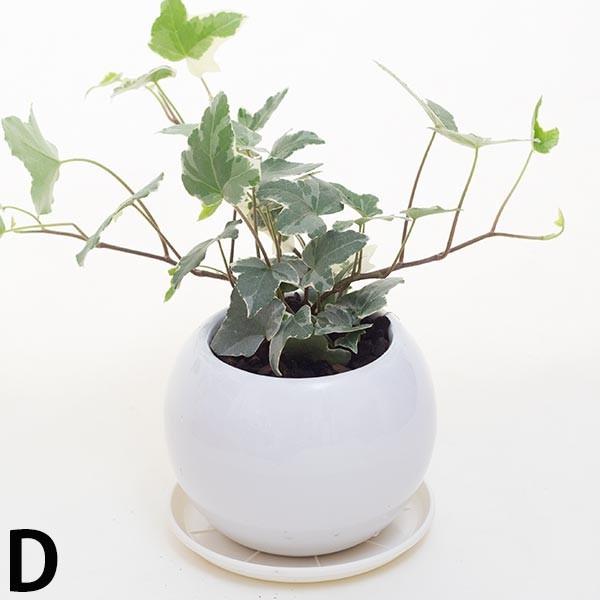 アイビー ヘデラ 空気浄化観葉植物 生花 陶器鉢 プラ鉢皿付 Ho10 花と緑のはなここ 通販 Yahoo ショッピング