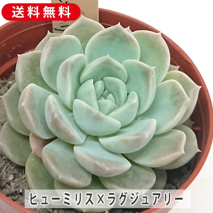 多肉植物 ヒューミリス×ラグジュアリー エケベリア属 カット小苗 多肉植物 ヒューミリス×ラグジュアリー エケベリア属 カット小苗