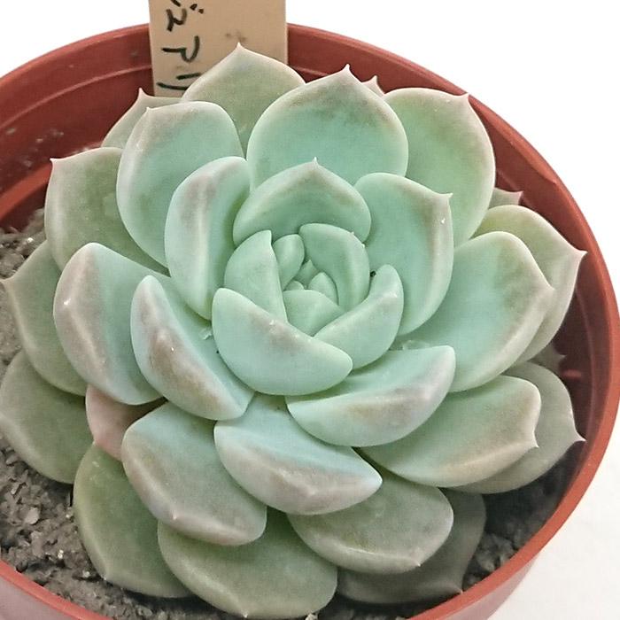 マクドガリー× ヒューミリス 多肉植物 ヒューミリスhyb | RuPo 多肉植物専門店