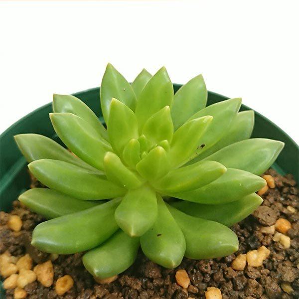 サンライズマム セダム属 多肉植物 2 5号 7 5cm 硬質プラポットで撮影 抜き苗で発送します Imgrc 花と緑のはなここ 通販 Yahoo ショッピング