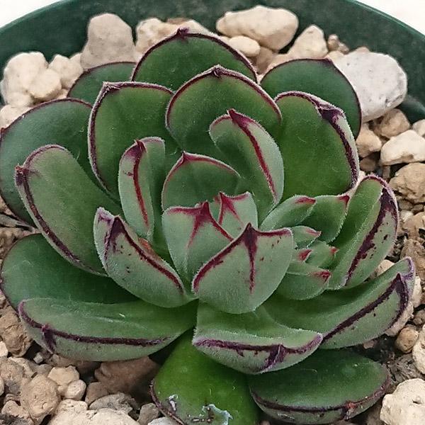 希少 ダニエルさん苗 D1 D7 札付き 2個セット 多肉植物 多肉植物 エケベリア属 ジョアンダニエル カット極小苗 : 花と緑のはな
