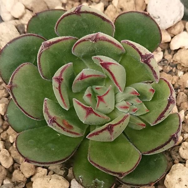 多肉植物 エケベリア属 ジョアンダニエル カット極小苗 : 花と緑 多肉植物 エケベリア属 ジョアンダニエル カット極小苗 : 花と緑