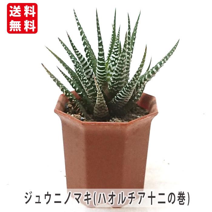 ハオルチア 十二の巻 ジュウニノマキ 2号 プラスチック鉢 観葉植物