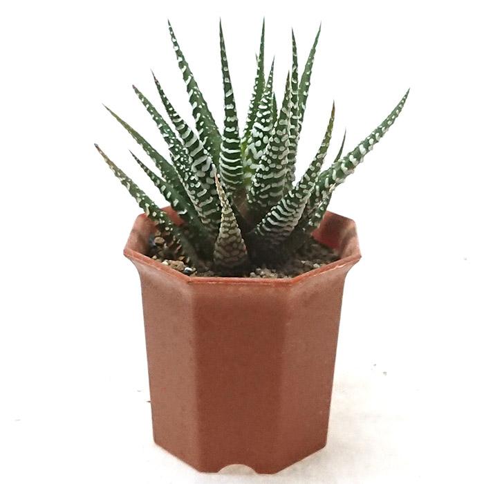 ハオルチア 十二の巻 ジュウニノマキ 2号 プラスチック鉢 観葉植物