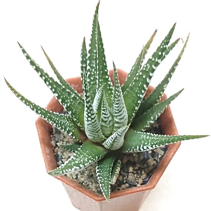 ハオルチア 十二の巻 ジュウニノマキ 2号 プラスチック鉢 観葉植物