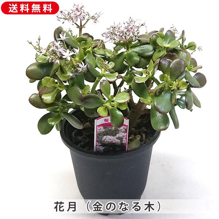 観葉植物 金のなる木 縁起物です カゲツ 花月 フチベニベンケイ 5号