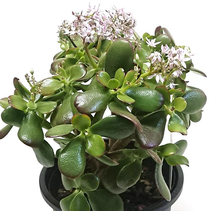 観葉植物 金のなる木 縁起物です カゲツ 花月 フチベニベンケイ 5号