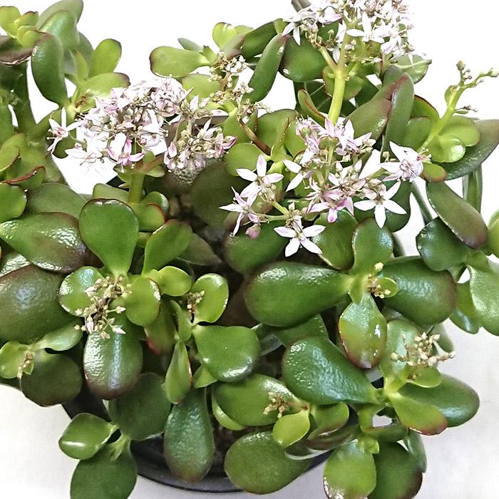 観葉植物 金のなる木 縁起物です カゲツ 花月 フチベニベンケイ 5号