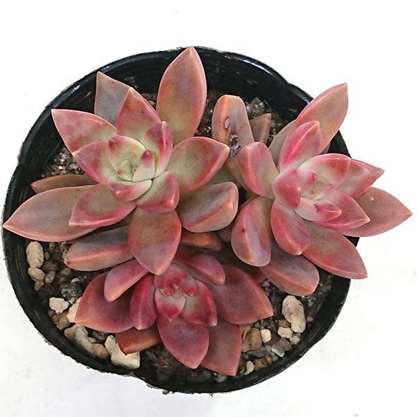 多肉植物 グラプトセダム属 カリフォルニアサンセット カット