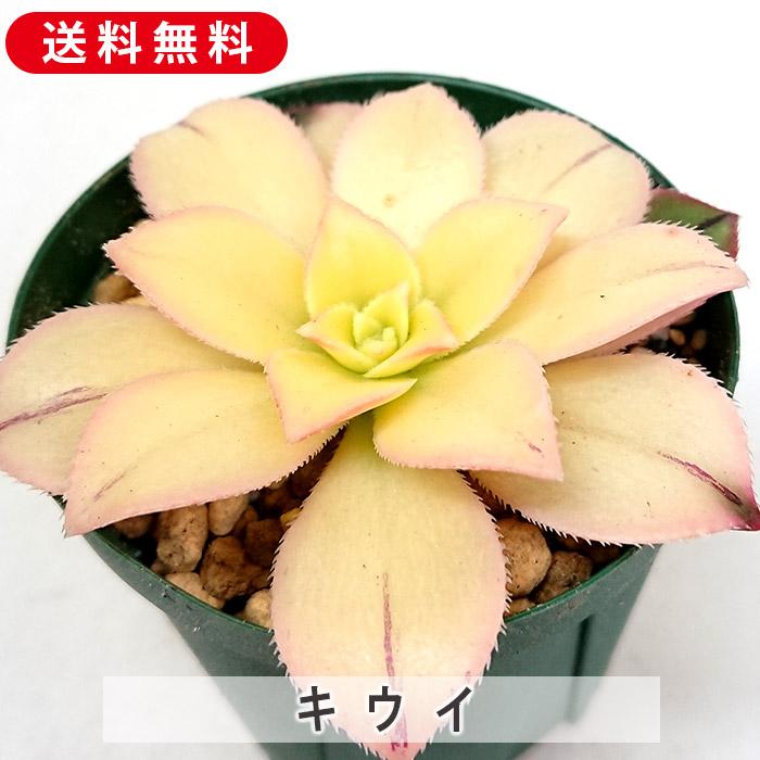 多肉植物 キウイ アエオニウム属 カット小苗 多肉 寄せ植え 鉢植え