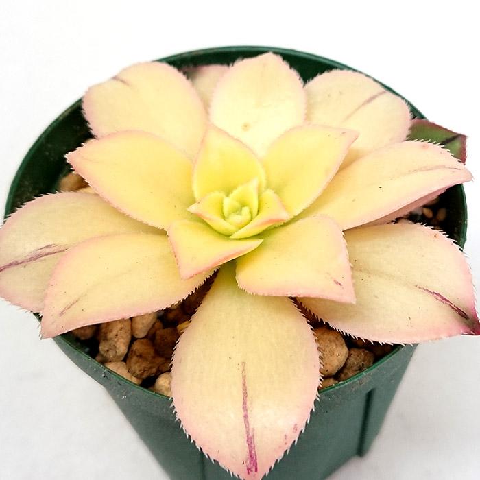 69#多肉植物アエオニウム錦❤️夕映え キウイ❤️1大頭9小頭25子芽26cm拔き苗 69#多肉植物アエオニウム錦❤️夕映え キウイ❤️1大頭9小頭25子芽26cm