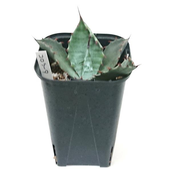 アガベ コロラータ リュウゼツラン Agave parryi truncata ロック