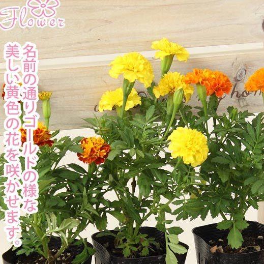 マリーゴールド 花苗 6 鉢セット 3号 9cm ポット 花色おまかせ苗