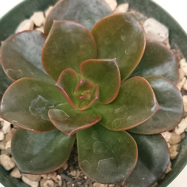 多肉植物 エケベリア属 メラコ カット極小苗 : 花と緑のはなここ