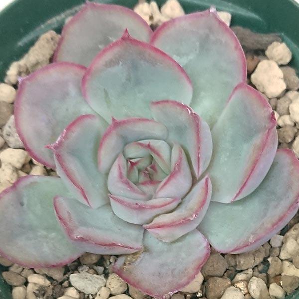 超絶希少！多肉植物シリーズ・エケベリア属・コッキネア・モンストinわけけのお店 超絶希少！多肉植物シリーズ・エケベリア属・コッキネア