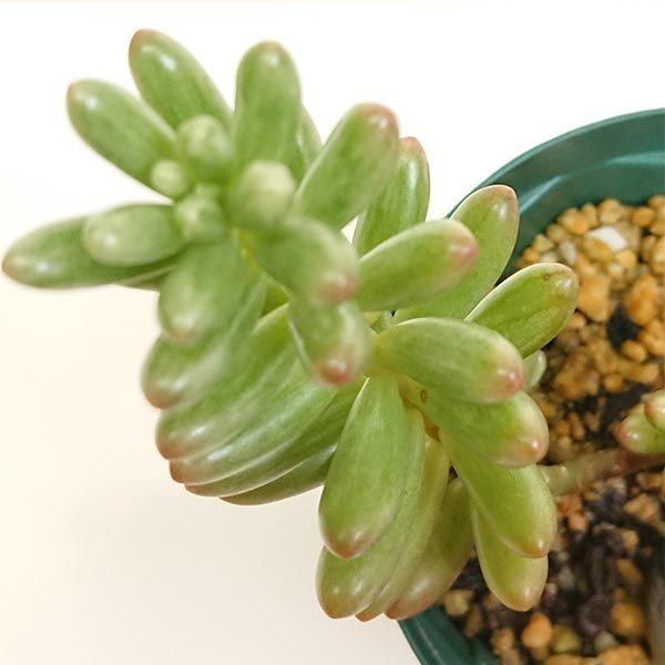 多肉植物 セダム属 オーロラ カット極小苗 画像より小さくなります