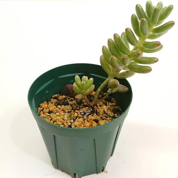 多肉植物 セダム属 オーロラ カット極小苗 画像より小さくなり