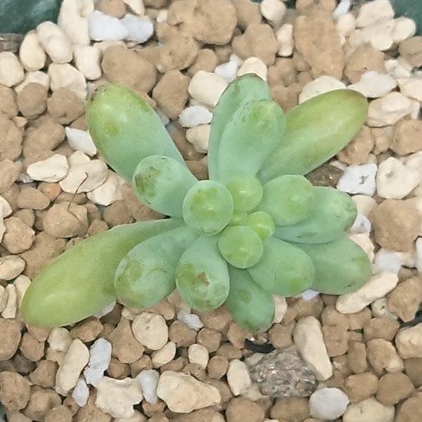 多肉植物 セダム属 乙女心 おとめごころ カット極小苗 7.5cmポットで