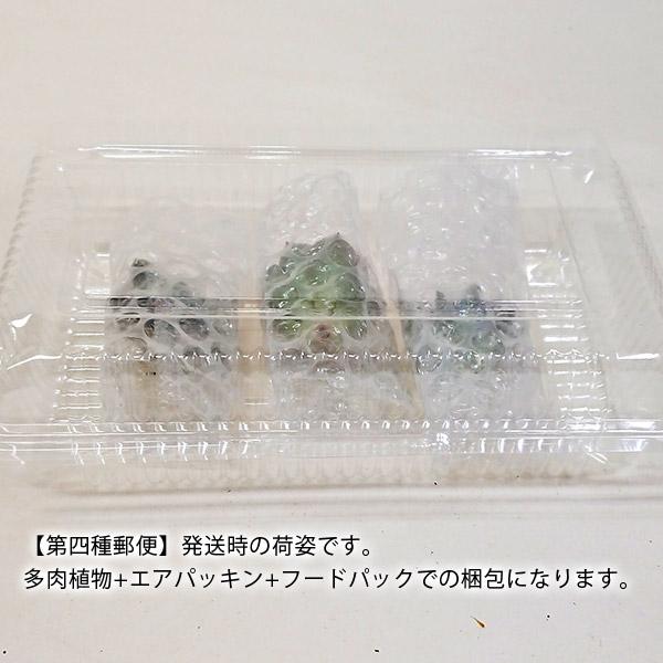多肉植物 グラプトペタルム属 パラグアイエンセ カット極小苗 : 花と緑 