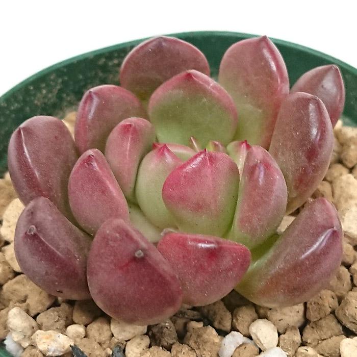 多肉植物 ピンクルビー グラプトベリア属 カット苗 多肉 寄せ植え