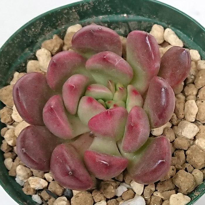 多肉植物 ピンクルビー グラプトベリア属 カット苗 多肉 寄せ植え