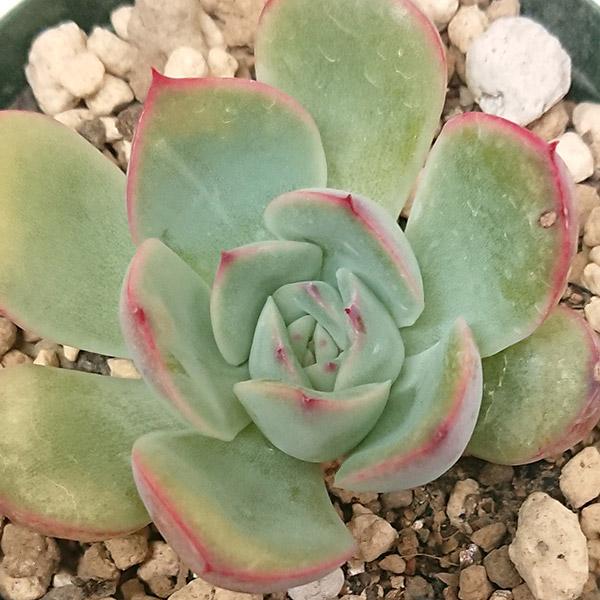 多肉植物 エケベリア属 プレリンゼ カット極小苗 : 花と緑のはなここ