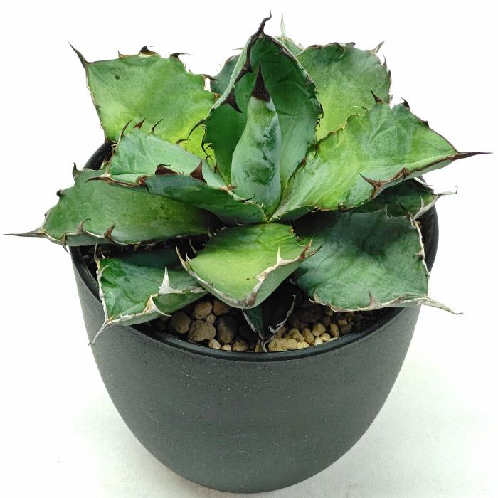 アガベ チタノタ 藍鯨 ランゲイ リュウゼツラン科 3.5号 プラ鉢 Agave