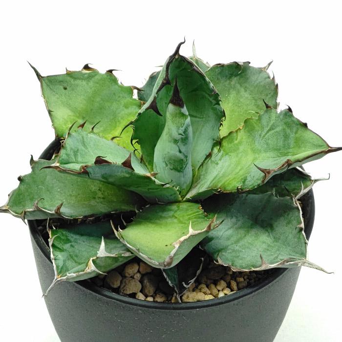 ガ*M様 多肉植物　アガベ チタノタ BB 藍鯨子株　100 株コースセット ガ*M様 多肉植物 アガベ チタノタ BB 藍鯨子株 100 株コースセット