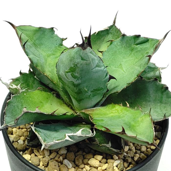 アガベ チタノタ 藍鯨 ランゲイ リュウゼツラン科 3.5号 プラ鉢 Agave