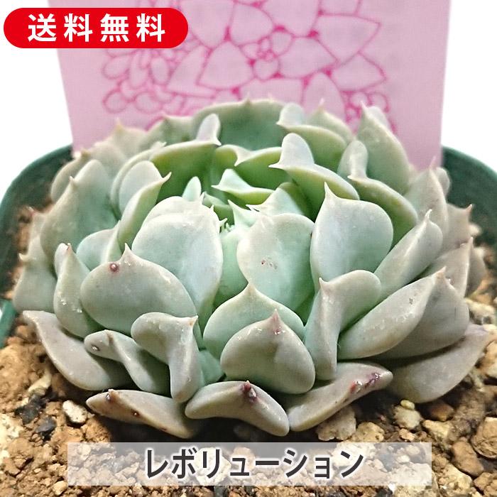 多肉植物 レボリューション エケベリア属 カット小苗 多肉 寄せ 多肉植物 レボリューション エケベリア属 カット小苗 多肉 寄せ