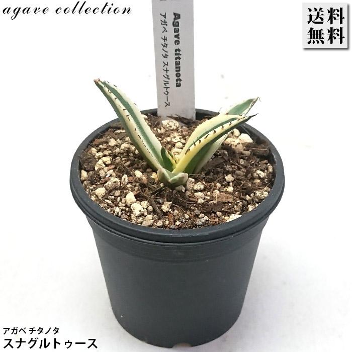 アガベ チタノタ スナグルトゥース リュウゼツラン科 3号 Agave 多肉