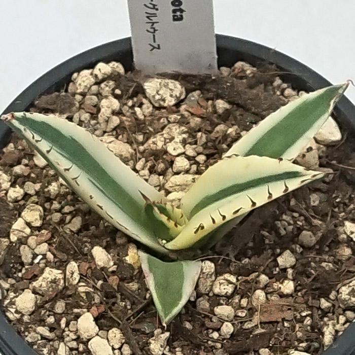アガベ チタノタ スナグルトゥース リュウゼツラン科 3号 Agave 多肉