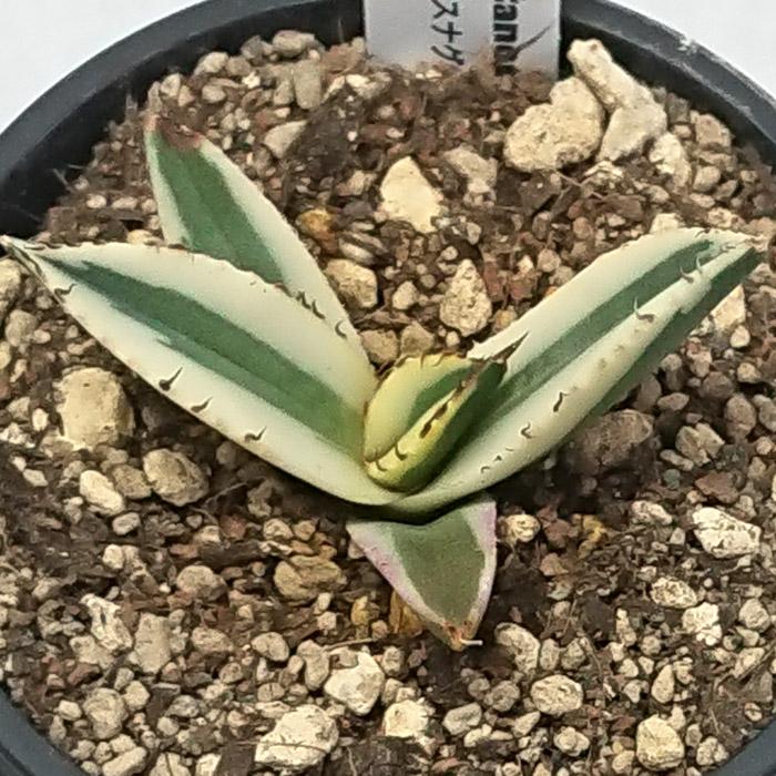 アガベ チタノタ スナグルトゥース リュウゼツラン科 3号 Agave 多肉