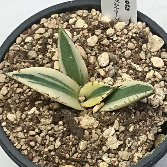 アガベ　スナグルトゥース　リュウゼツラン　塊根植物 アガベ チタノタ スナグルトゥース リュウゼツラン科 3号 Agave 多肉