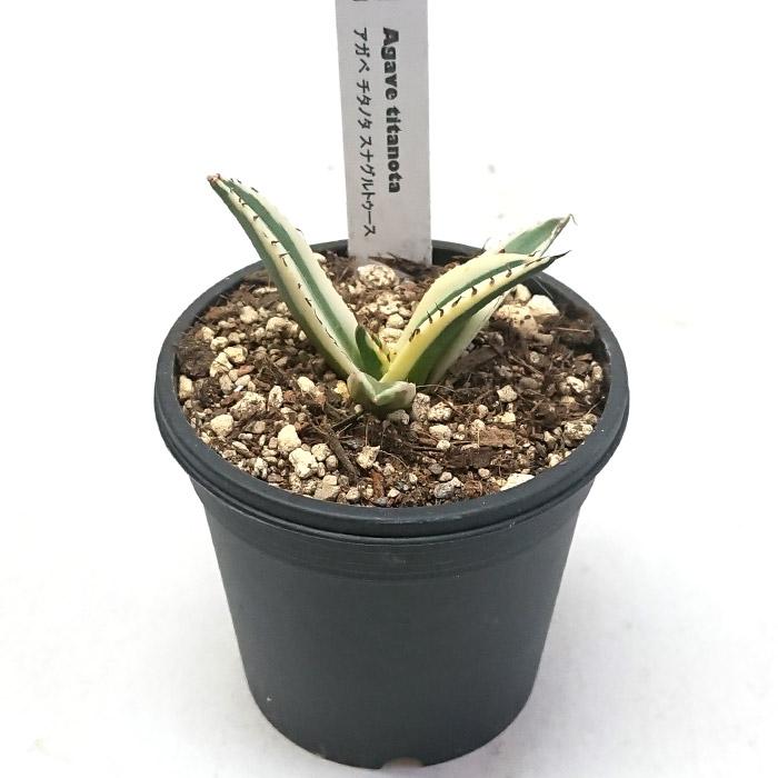 アガベ チタノタ スナグルトゥース リュウゼツラン科 3号 Agave 多肉