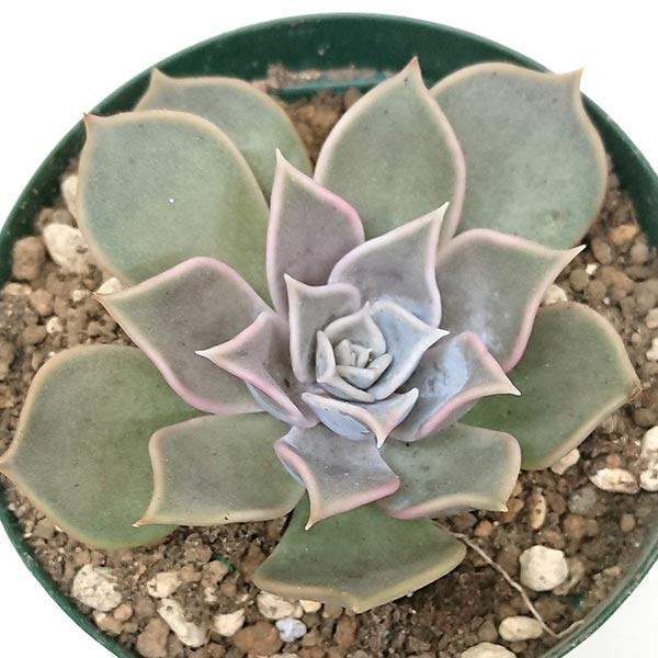 ❤️専用出品❤️リラシナ錦❤️ 葉挿しっ子抜き苗③ 多肉植物 リラシナ錦 小苗抜き苗 【公式通販】