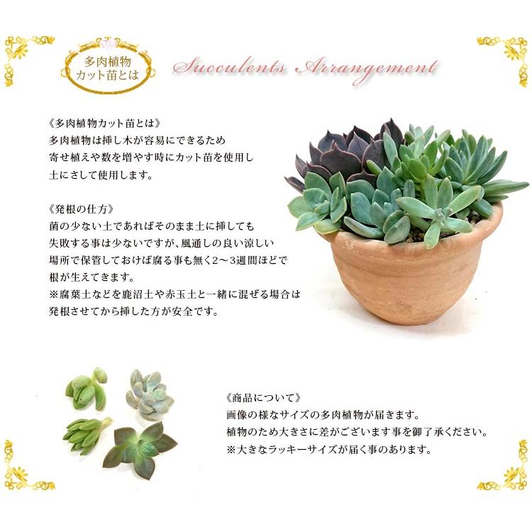 多肉植物 エケベリア属 ロータス カット極小苗 画像より小さくなります