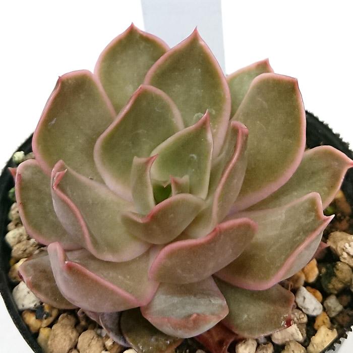 多肉植物 セイレーン エケベリア属 カット小苗 多肉 寄せ植え 鉢植え