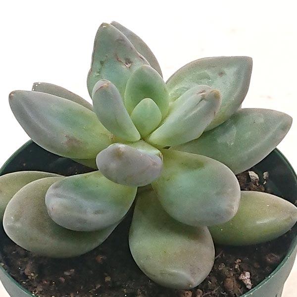 多肉植物　紫麗殿錦　美苗　斑多め ☆一点のみ☆抜き苗 多肉植物 パキフィツム属 紫麗殿 しれいでん カット極小苗 : 花と緑の