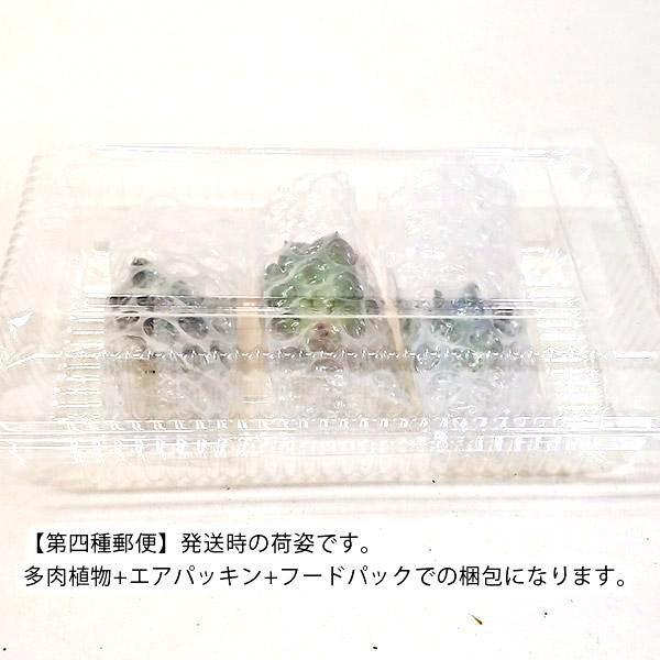 多肉植物 パキフィツム属 紫麗殿 しれいでん カット極小苗 : 花と緑の