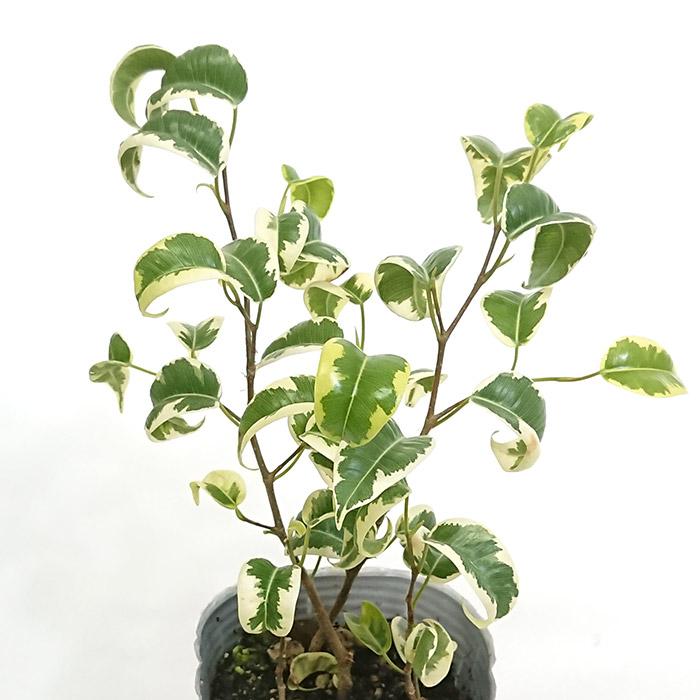 フィカス ベンジャミン シタシオン B級品 3号ポット 観葉植物