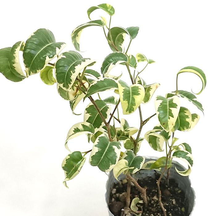 ベンジャミン　シタシオン 　8号 楽天市場】【お試し】 ベンジャミン （シタシオン） 白色