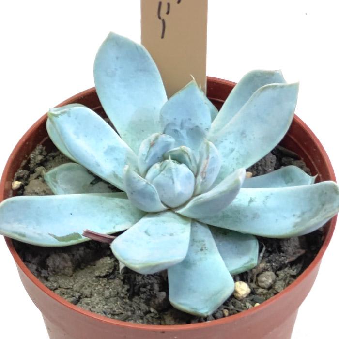 多肉植物 スノーバニー エケベリア 3号 9cmプラ鉢 : 花と緑のは