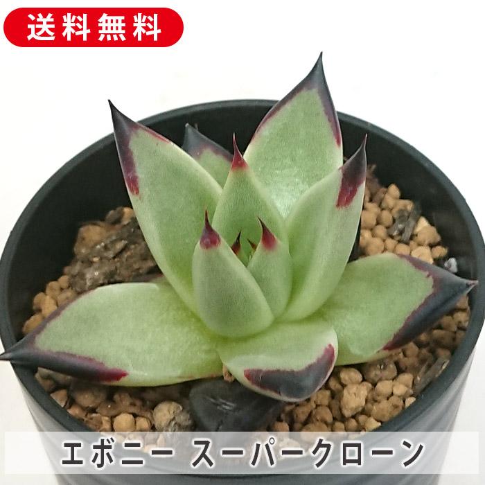 ①✅️エボニー（エケベリア）カット大苗　訳あり品（キズ・汚れ） 多肉植物 アガボイデス エボニー スーパークローン エケベリア属