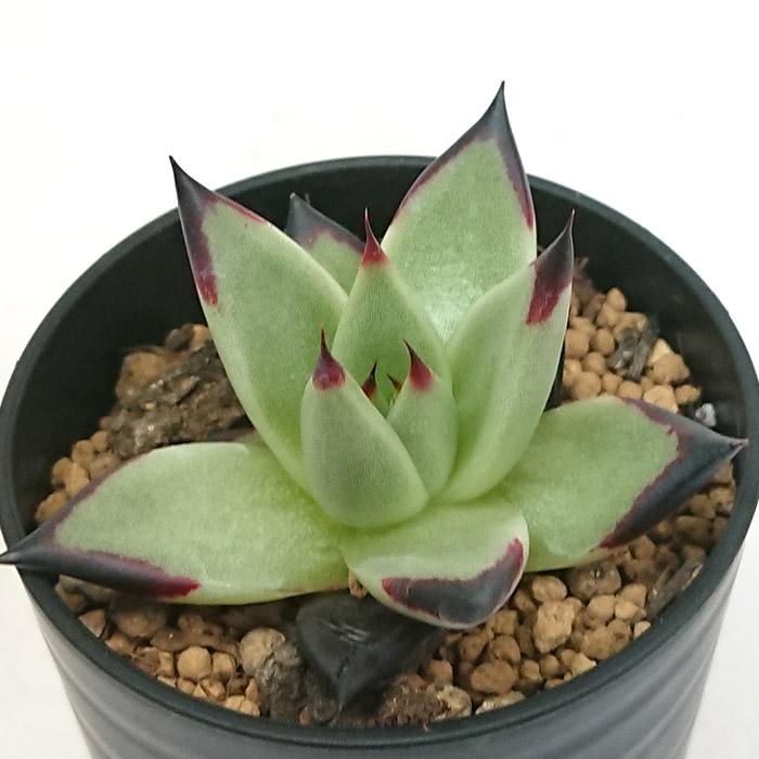 多肉植物　大苗　ジェイドポイント　抜き苗( アガボイデスの交配種) 多肉植物 アガボイデス エボニー スーパークローン エケベリア属
