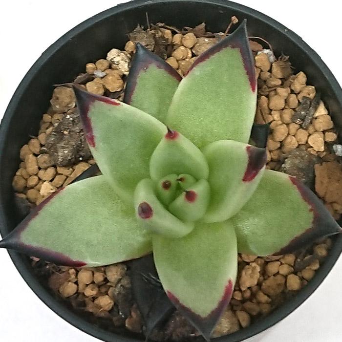 多肉植物 アガボイデス エボニー スーパークローン エケベリア属