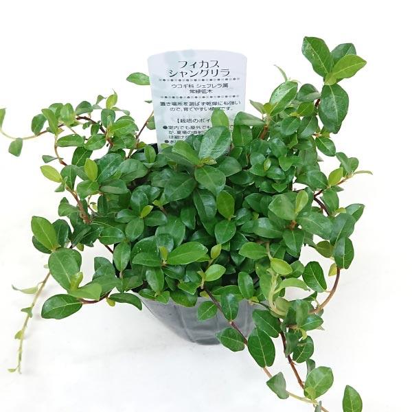 フィカス シャングリラ つる性 ガジュマル 3号 9cm ポット 観葉植物
