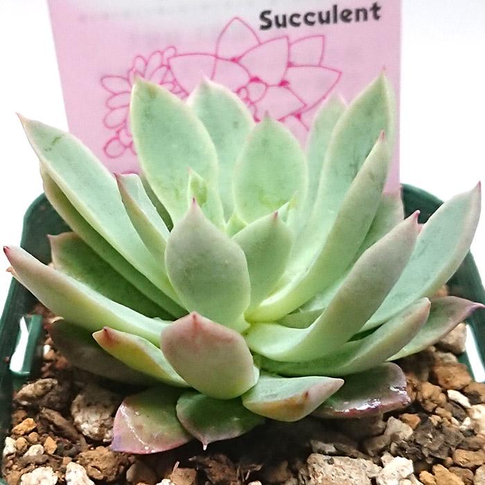 多肉植物　ブラッドブリアナ錦　一点のみ　カット苗 ブラッドブリアナ,エケベリア属,多肉植物ブラッドブリアナ紅葉